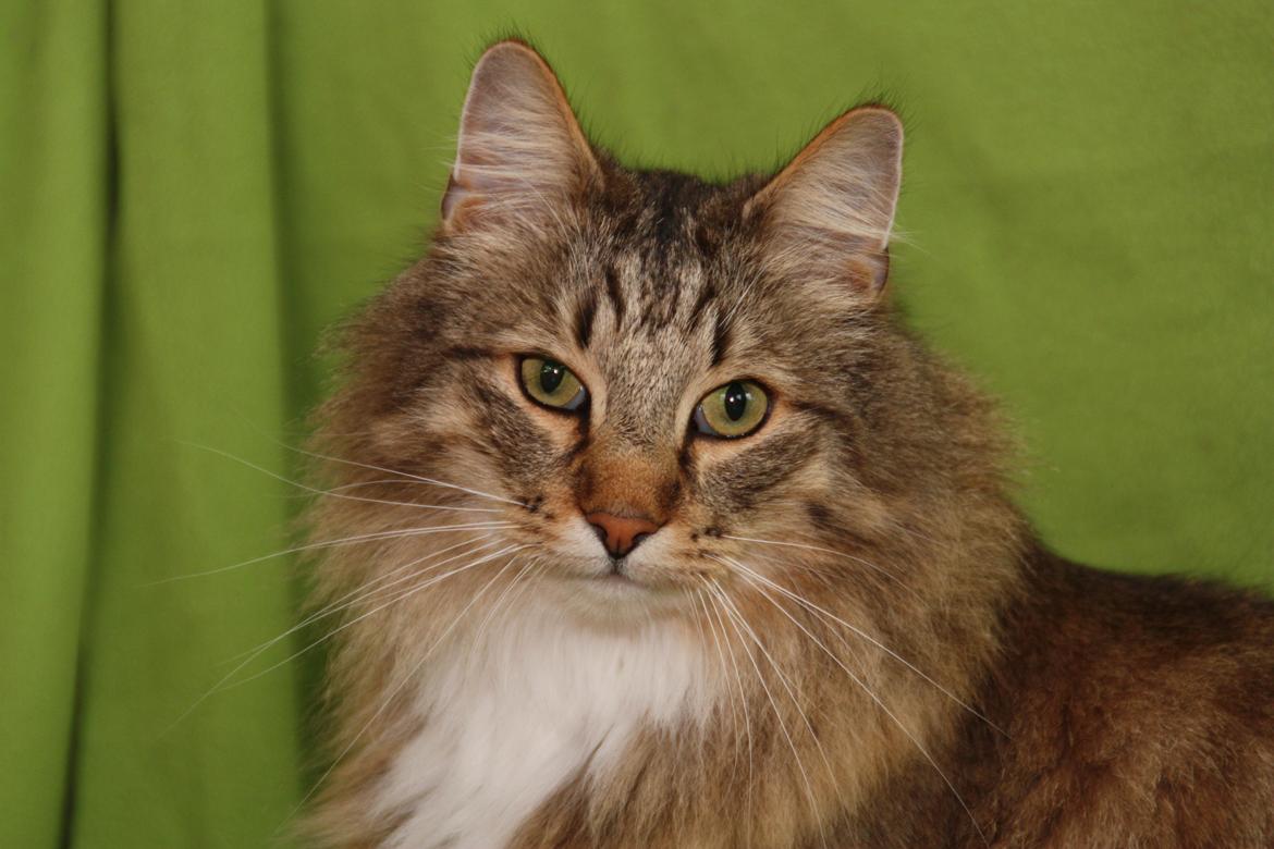 Norsk Skovkat DK Himmark´s Mr. Topper billede 47