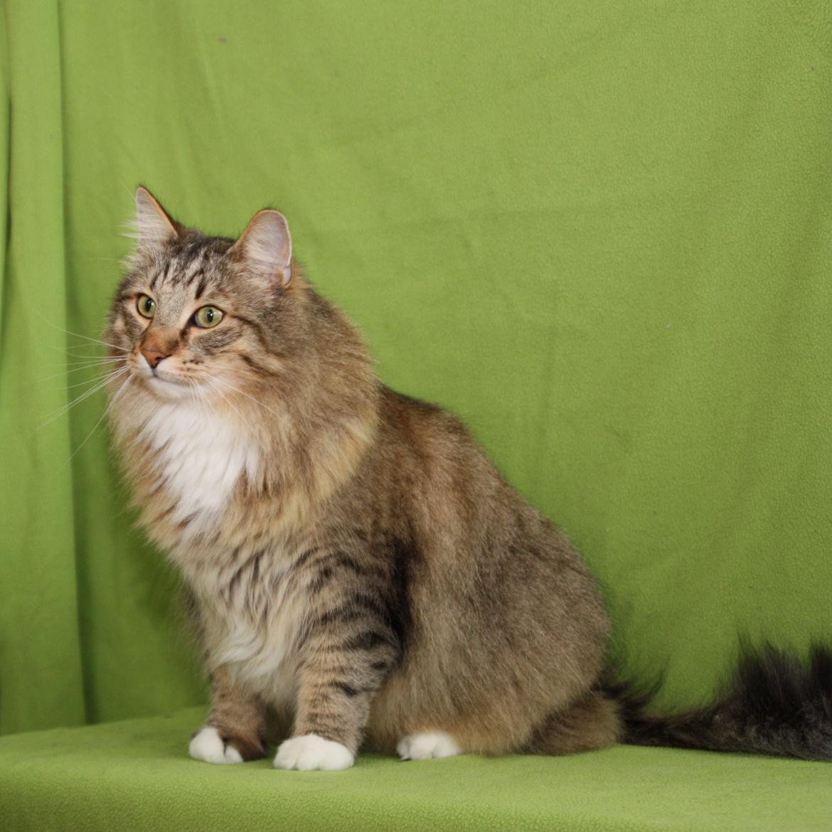 Norsk Skovkat DK Himmark´s Mr. Topper billede 40