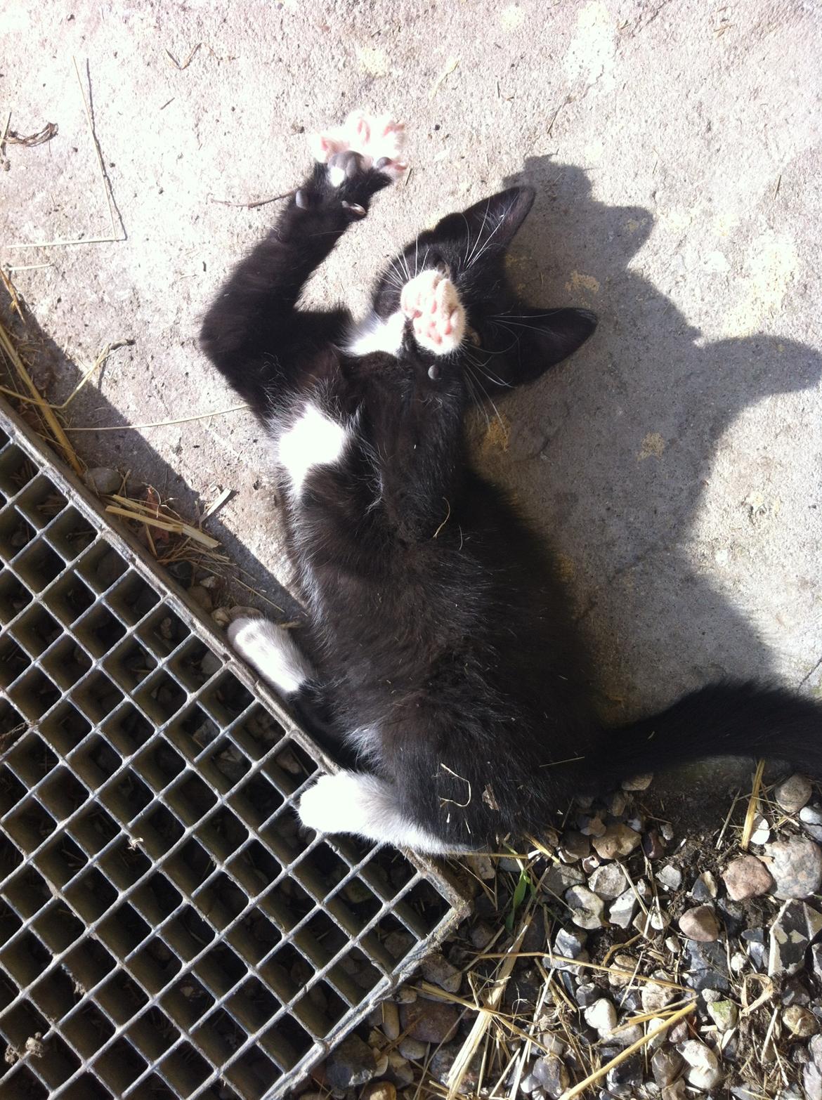 Huskat Lurifaks (solgt ) billede 1