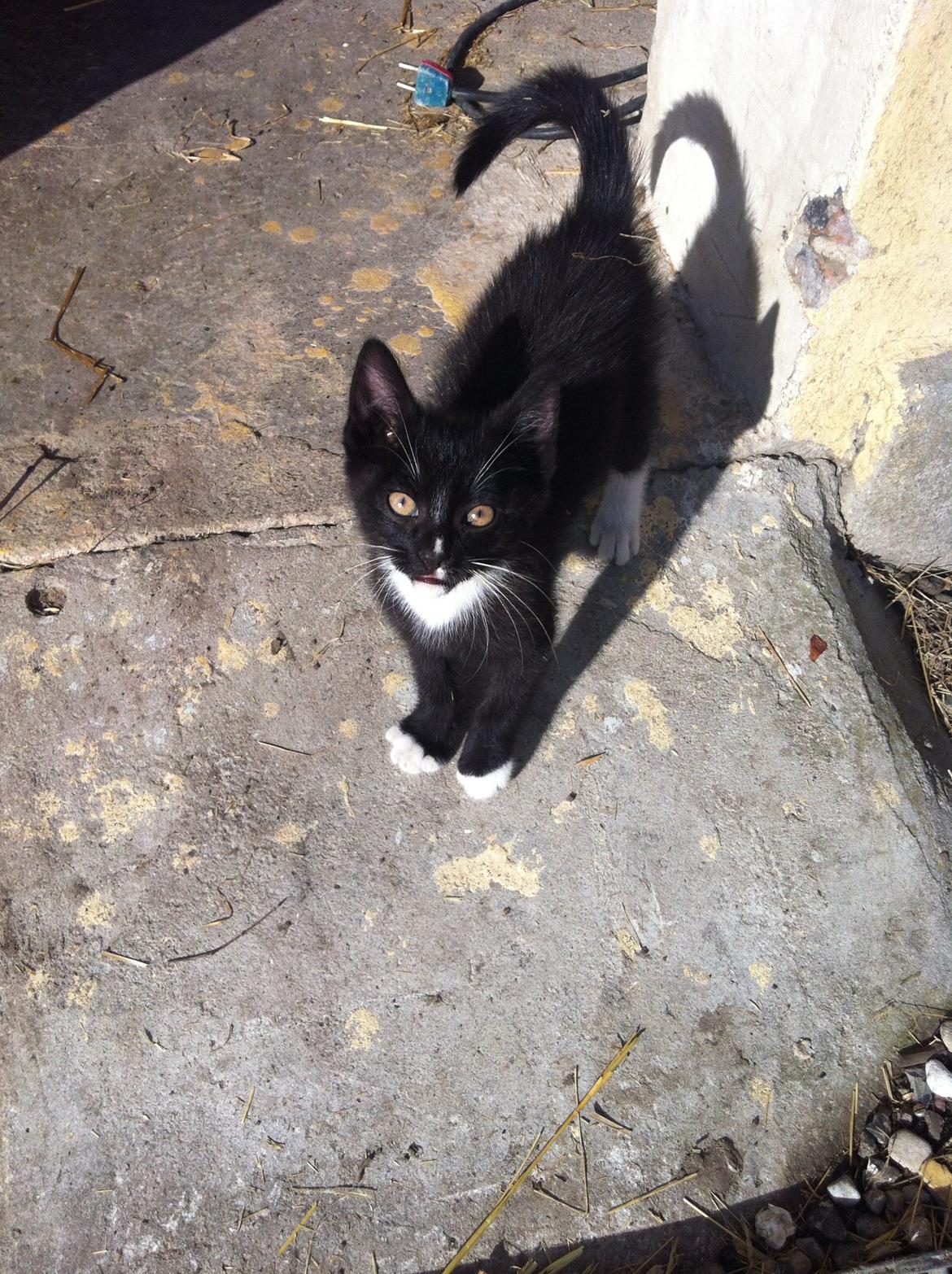 Huskat Lurifaks (solgt ) billede 2