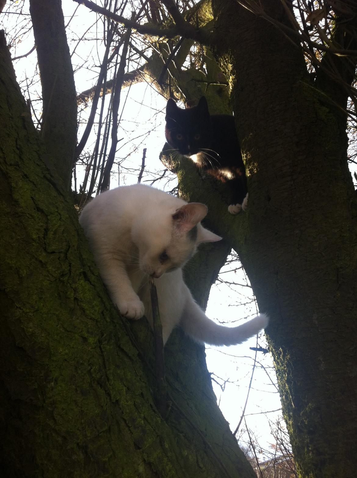 Huskat Lurifaks (solgt ) billede 3