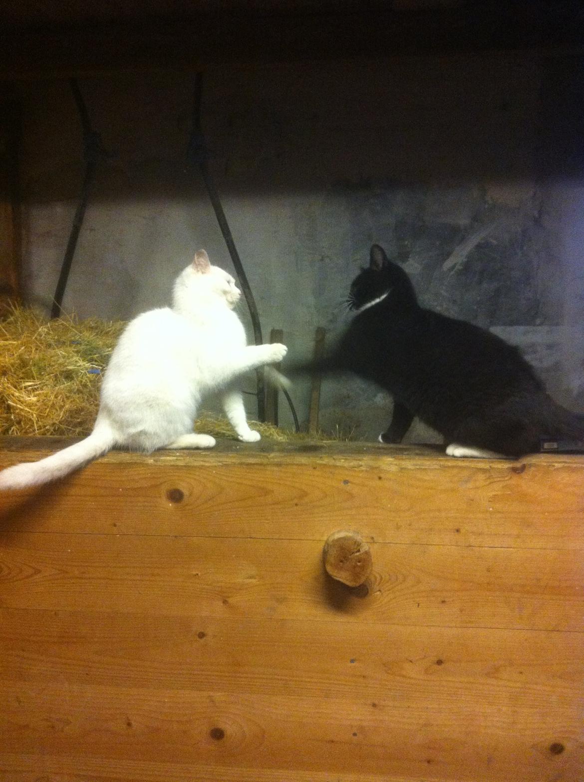 Huskat Lurifaks (solgt ) billede 4