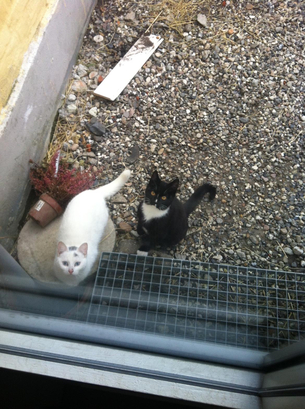 Huskat Lurifaks (solgt ) billede 5