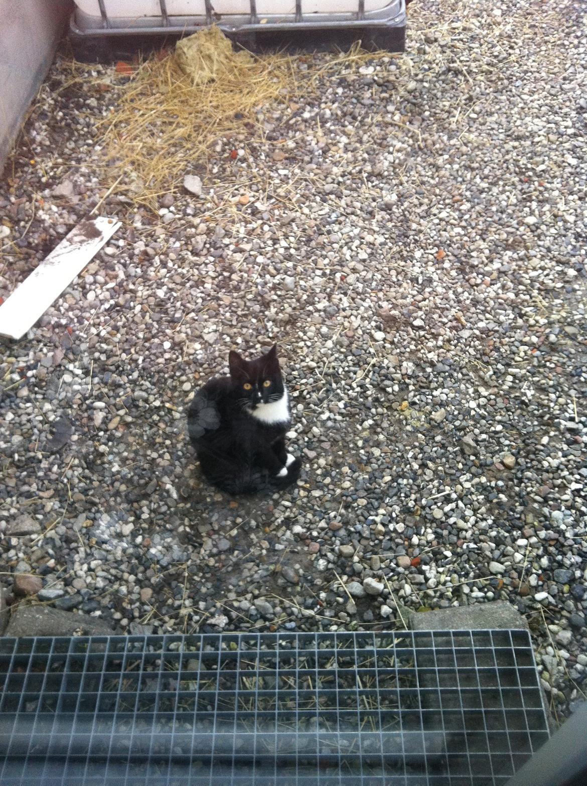 Huskat Lurifaks (solgt ) billede 6