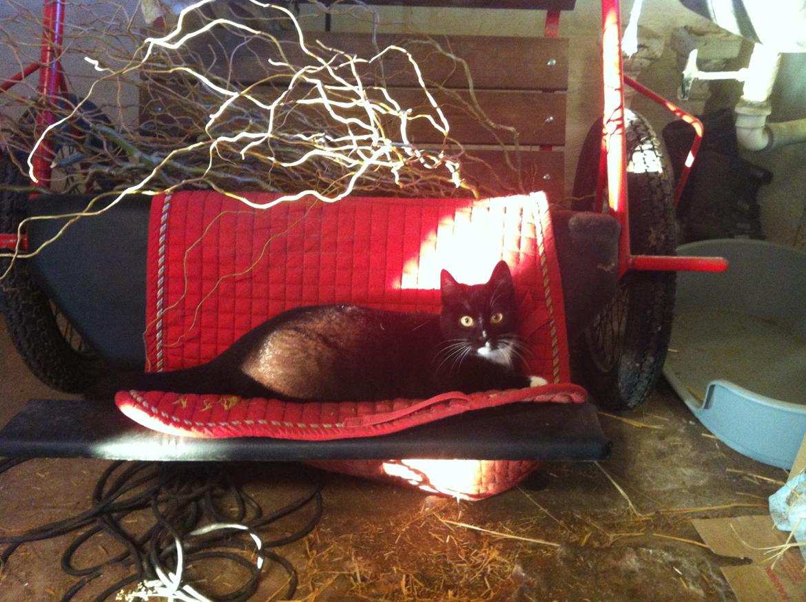 Huskat Lurifaks (solgt ) billede 8