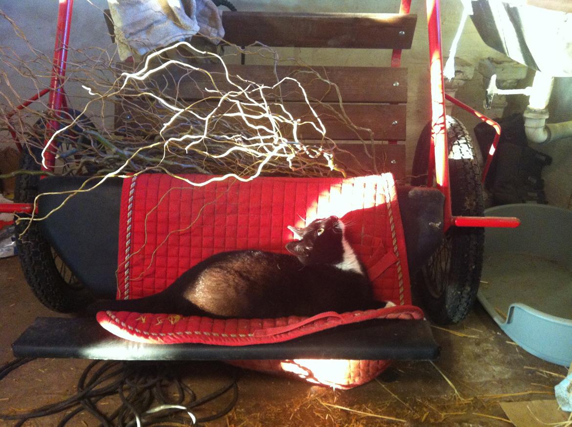 Huskat Lurifaks (solgt ) billede 9