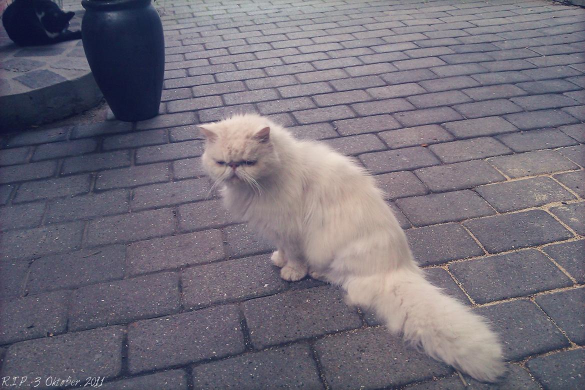 Perser Bonna´s Snow Jason † R.I.P. 2011 billede 1