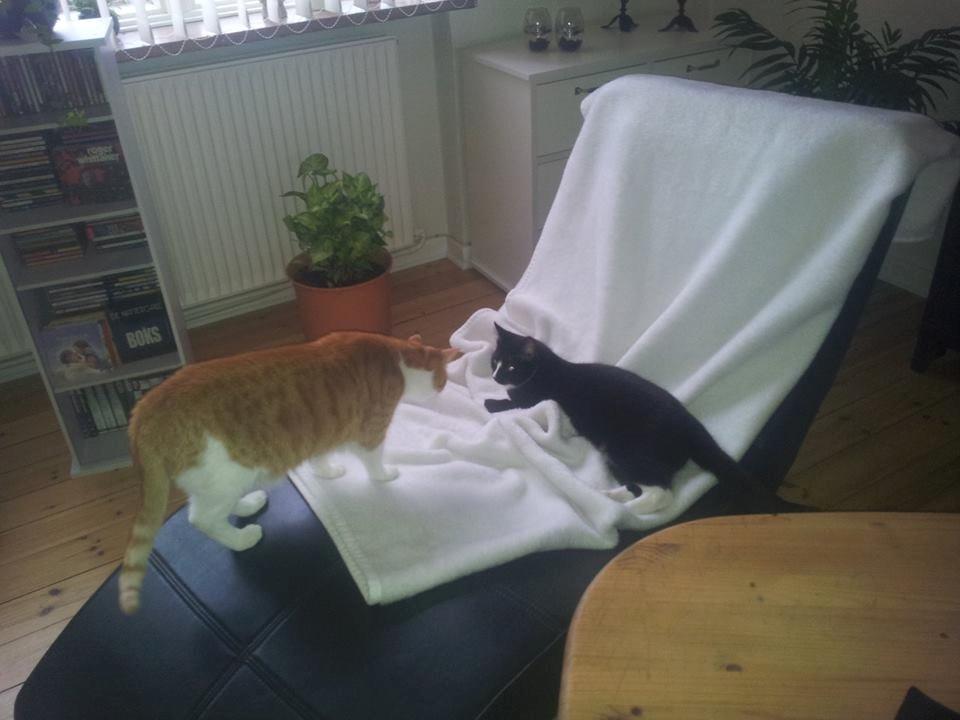 Huskat LilleMis (MadsHerman)<3 billede 15