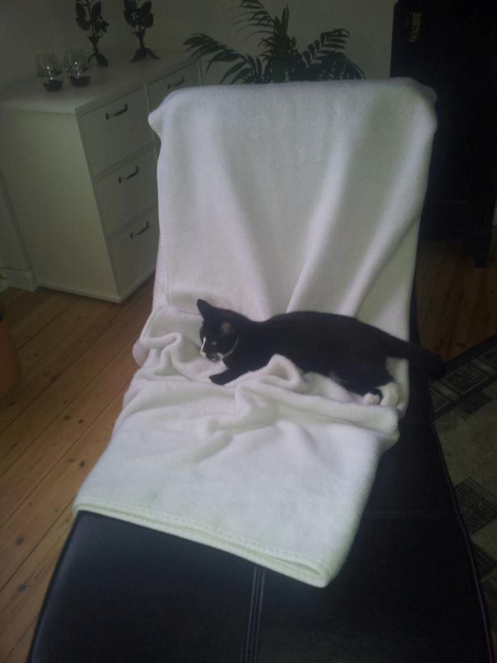 Huskat LilleMis (MadsHerman)<3 billede 16