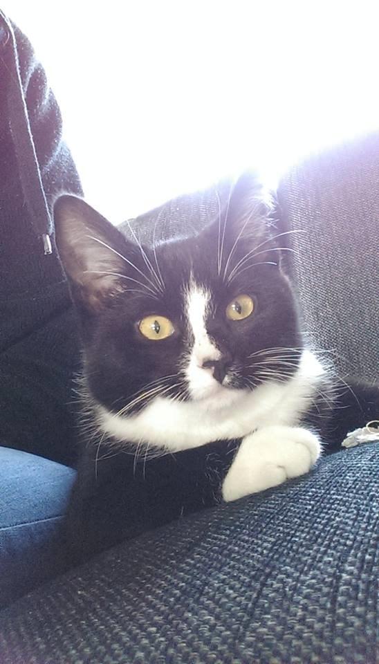 Huskat LilleMis (MadsHerman)<3 billede 17