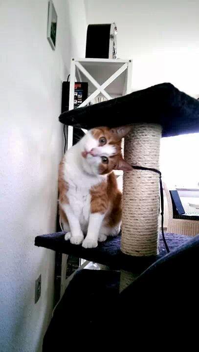 Huskat Möllermaus (Möllermilch) billede 1