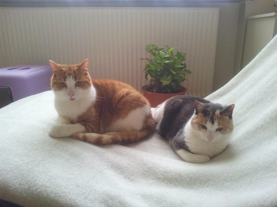 Huskat Möllermaus (Möllermilch) billede 2