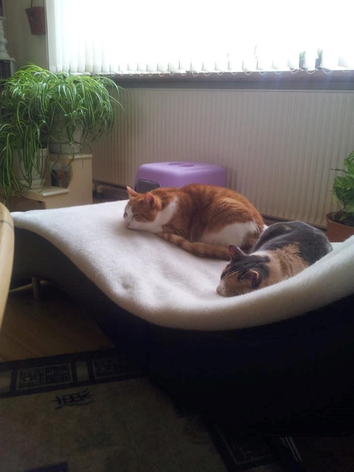 Huskat Möllermaus (Möllermilch) billede 3