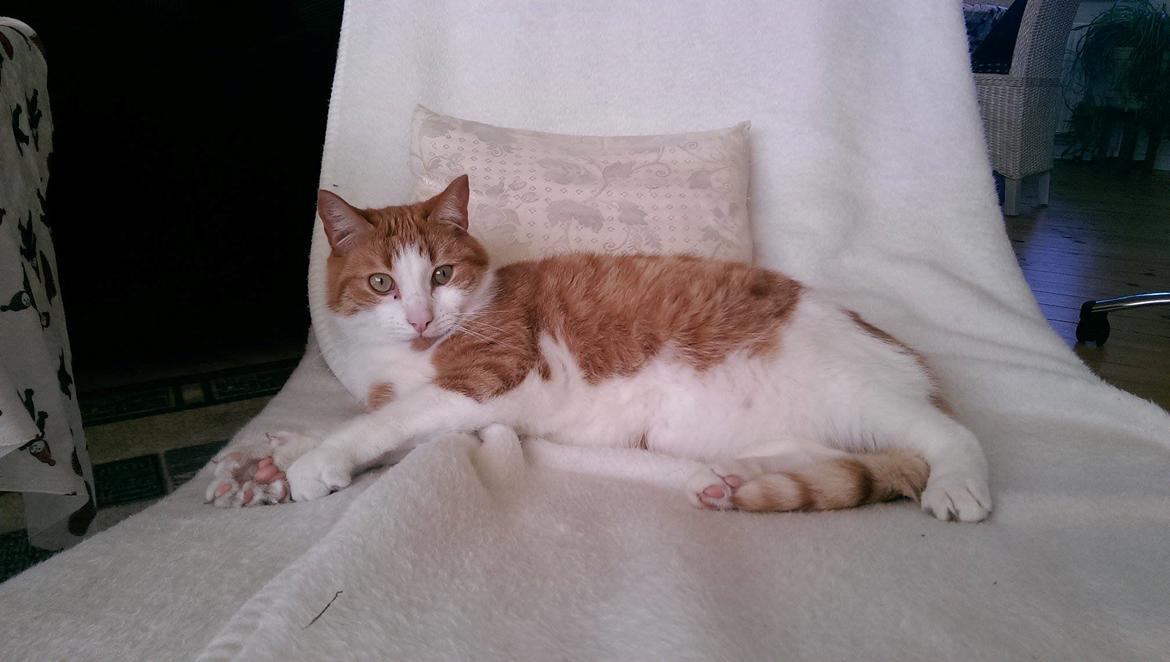 Huskat Möllermaus (Möllermilch) billede 4