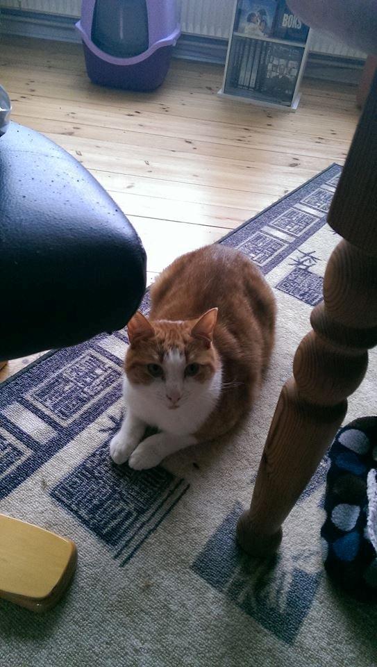 Huskat Möllermaus (Möllermilch) billede 5