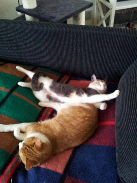 Huskat Möllermaus (Möllermilch) billede 7