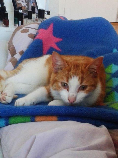 Huskat Möllermaus (Möllermilch) billede 15