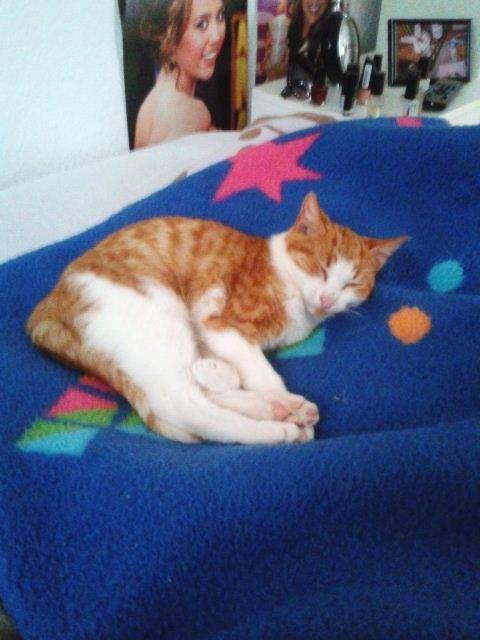 Huskat Möllermaus (Möllermilch) billede 16