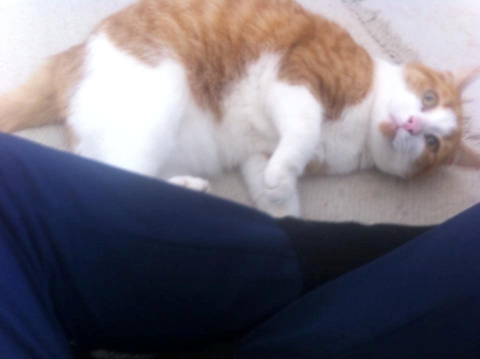 Huskat Möllermaus (Möllermilch) billede 10