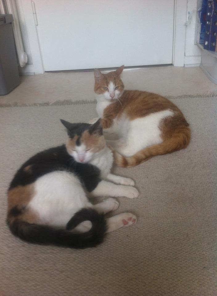 Huskat Möllermaus (Möllermilch) billede 14