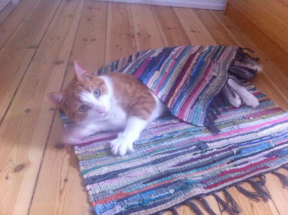 Huskat Möllermaus (Möllermilch) billede 12