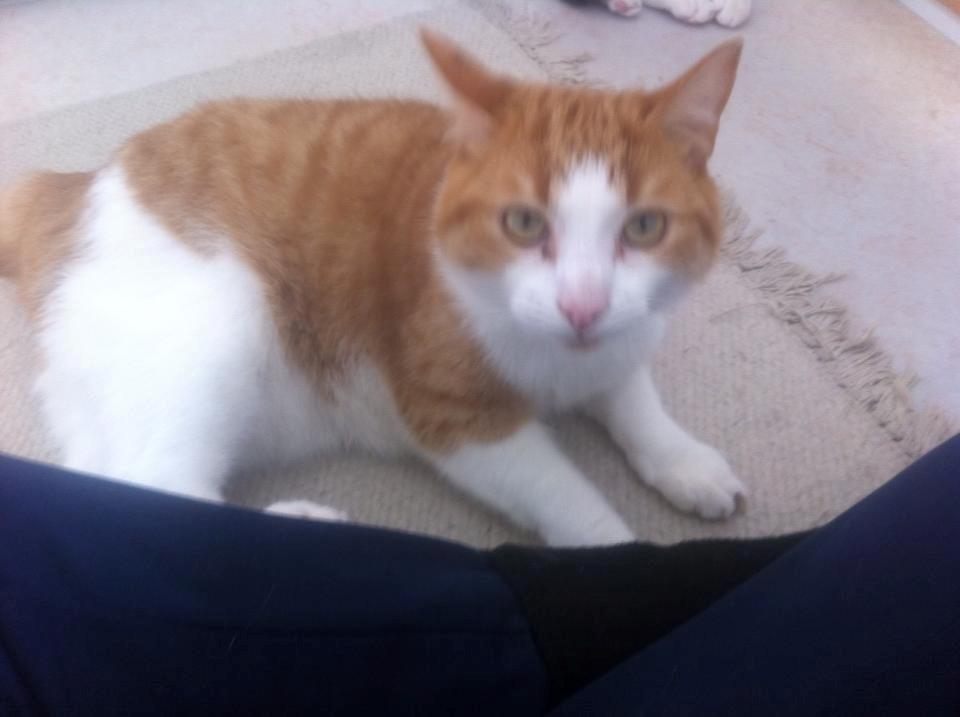 Huskat Möllermaus (Möllermilch) billede 13