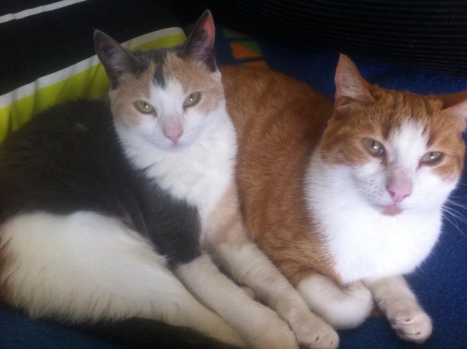 Huskat Möllermaus (Möllermilch) billede 9