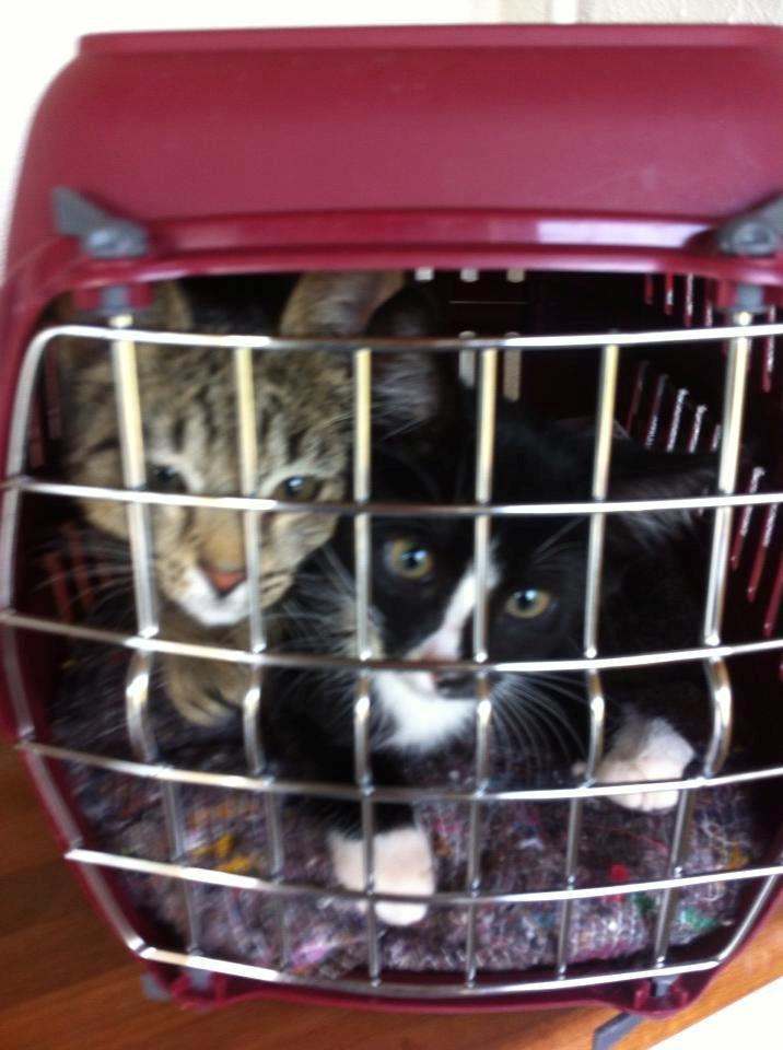 Huskat LilleMis (MadsHerman)<3 billede 18