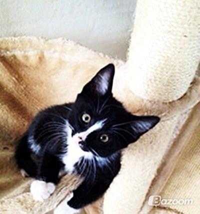 Huskat LilleMis (MadsHerman)<3 billede 19