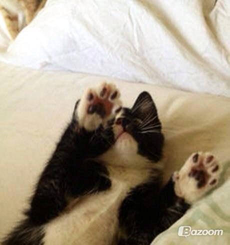 Huskat LilleMis (MadsHerman)<3 billede 20