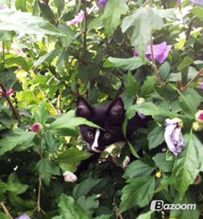 Huskat LilleMis (MadsHerman)<3 billede 21