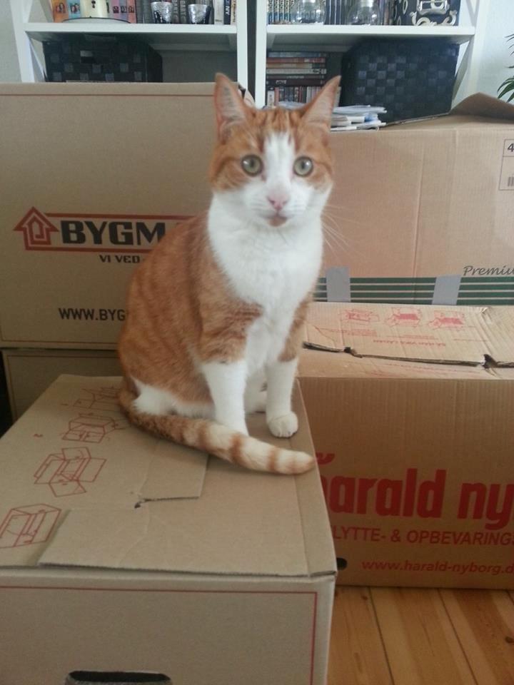 Huskat Möllermaus (Möllermilch) billede 11