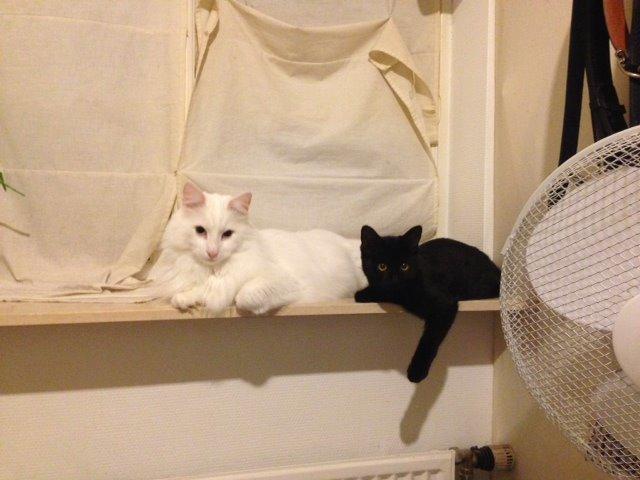 Huskat Xena billede 2