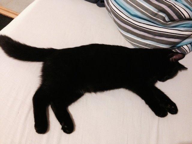 Huskat Xena billede 4