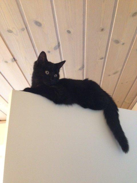 Huskat Xena billede 3