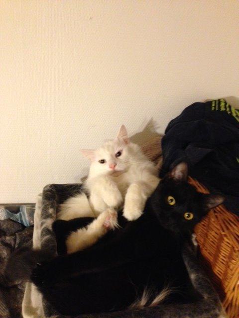 Norsk Skovkat *Avalon* - Dk Theen's Bromus billede 20