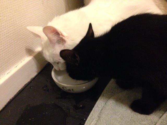 Norsk Skovkat *Avalon* - Dk Theen's Bromus billede 19