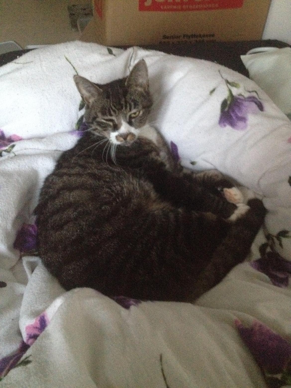 Huskat Jerry *RIP* <3  billede 32