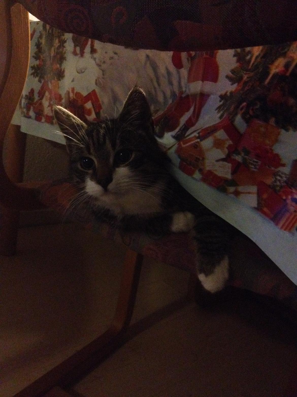 Huskat Charlie  billede 25