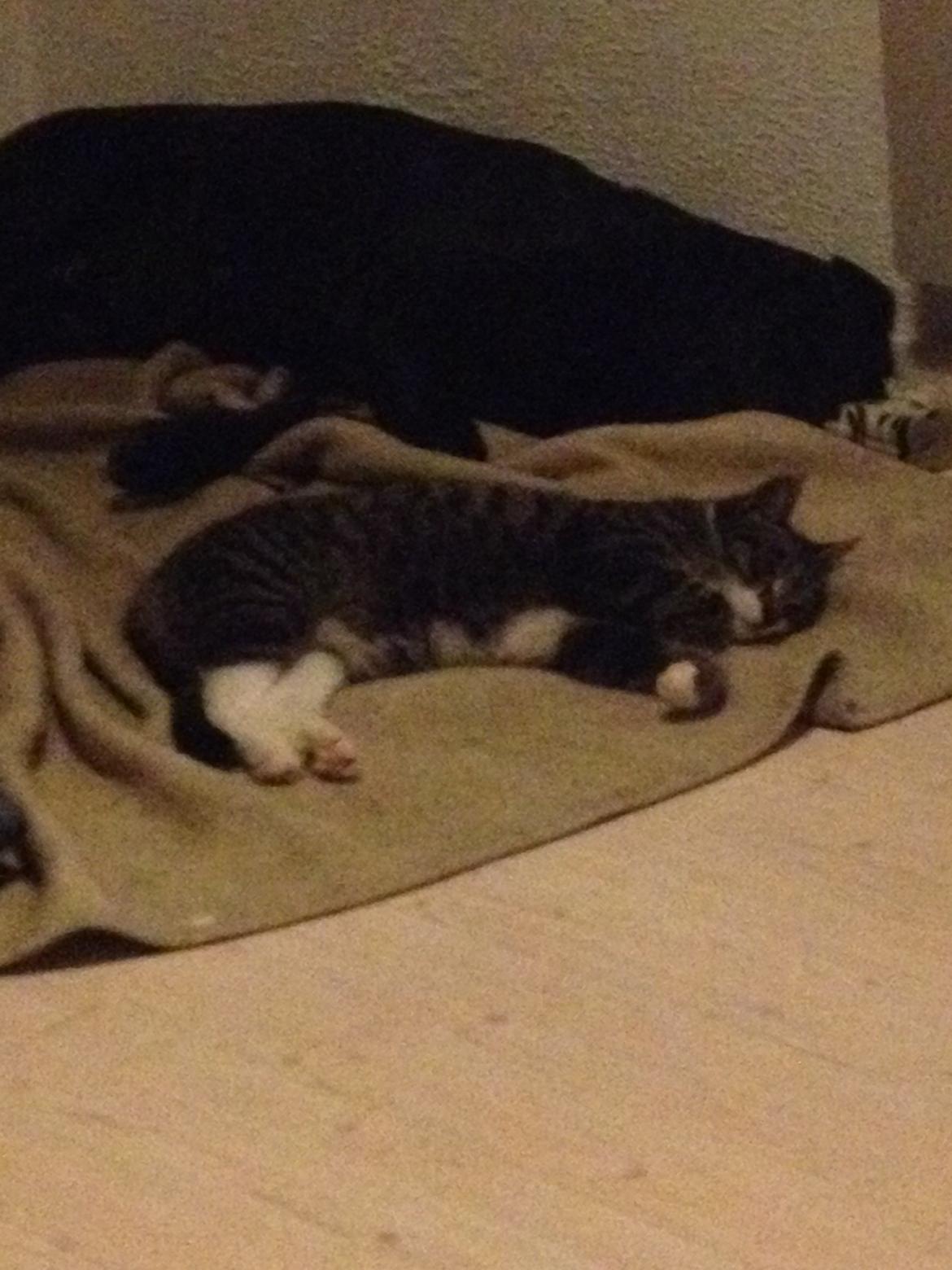 Huskat Charlie  billede 26