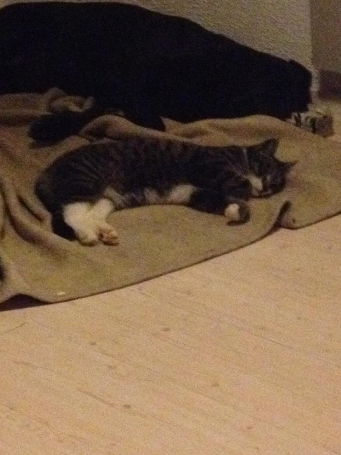 Huskat Charlie  billede 27