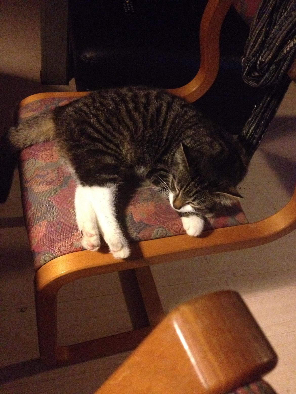 Huskat Charlie  billede 28