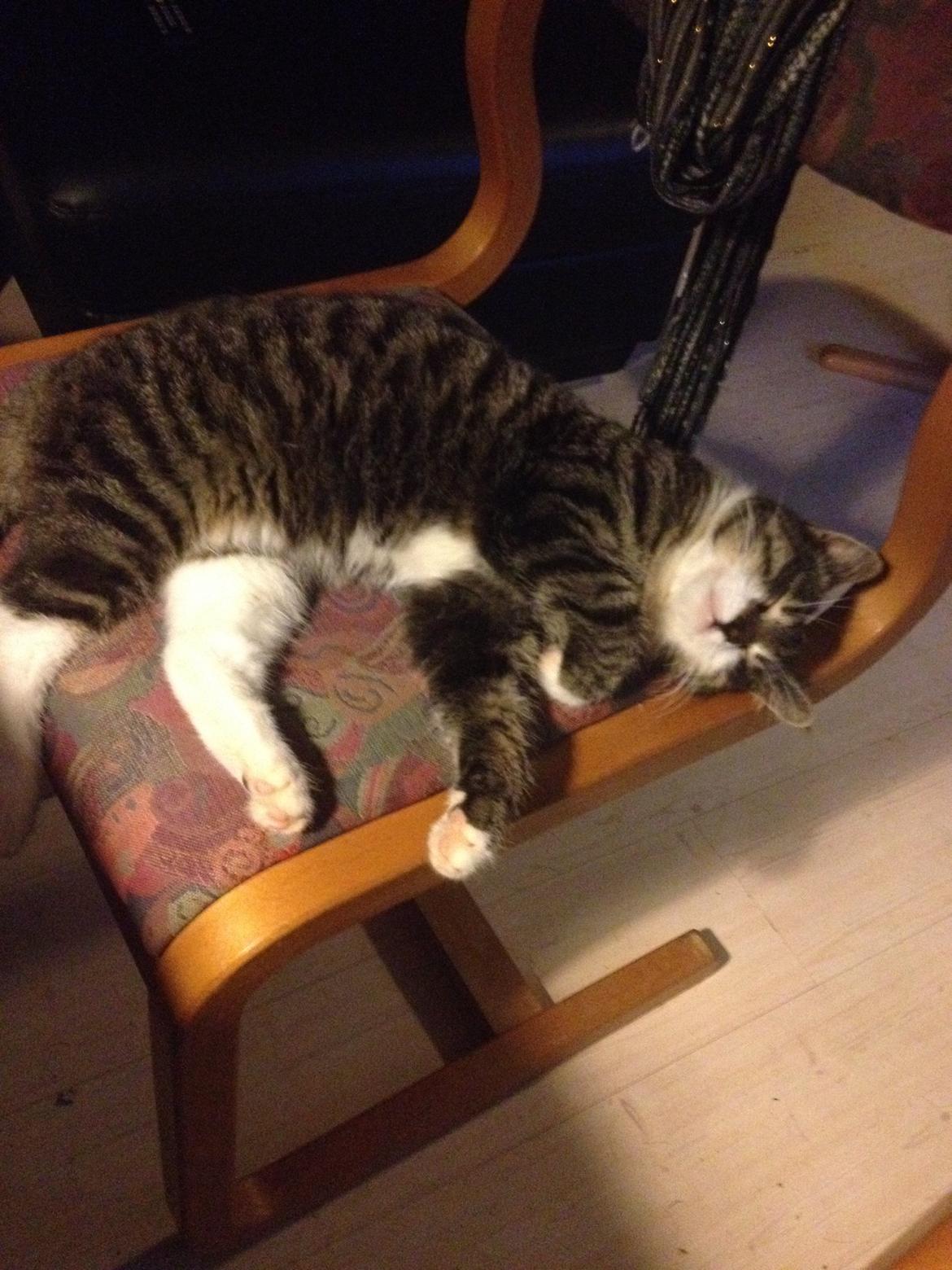 Huskat Charlie  billede 29