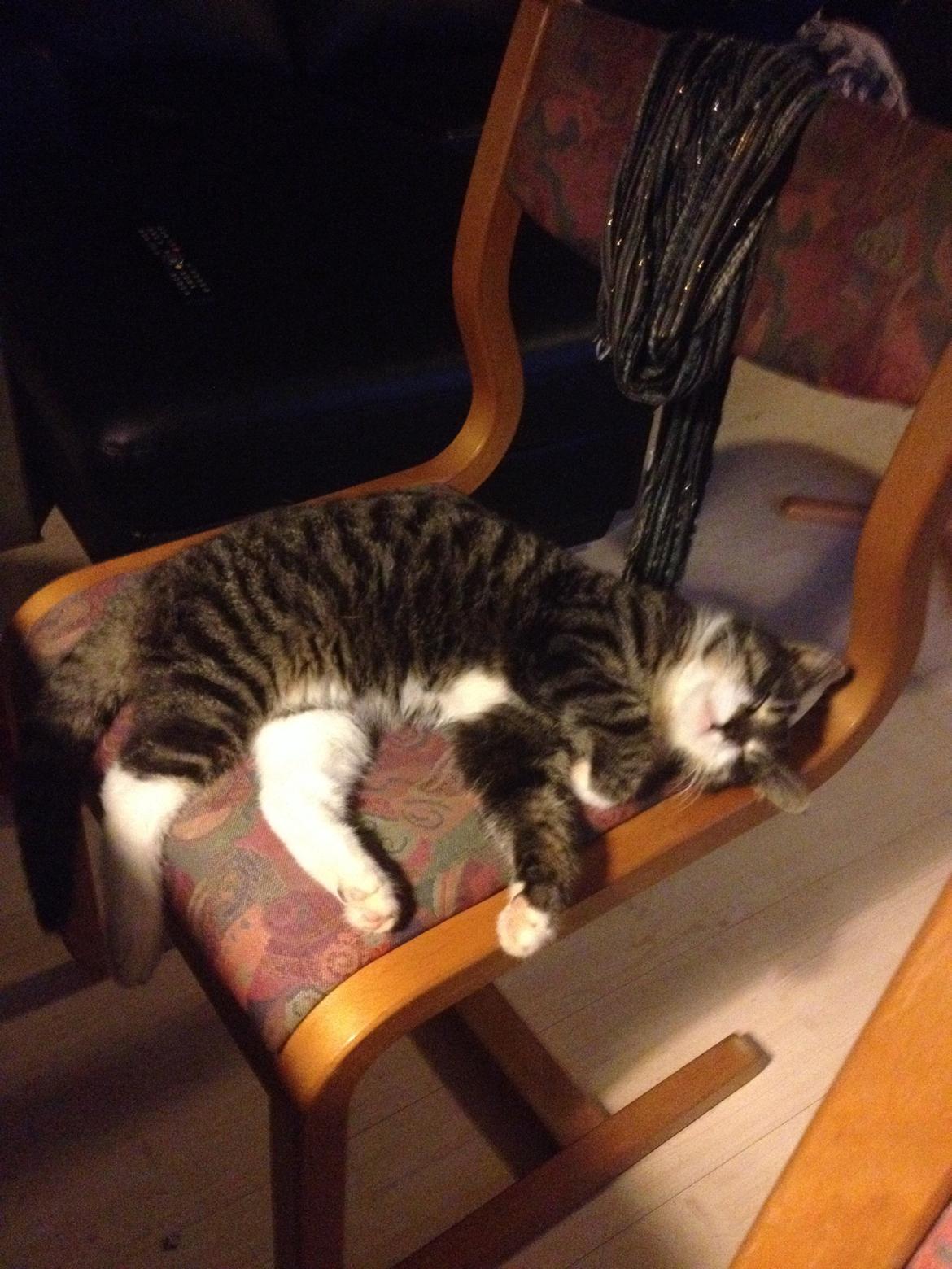 Huskat Charlie  billede 30