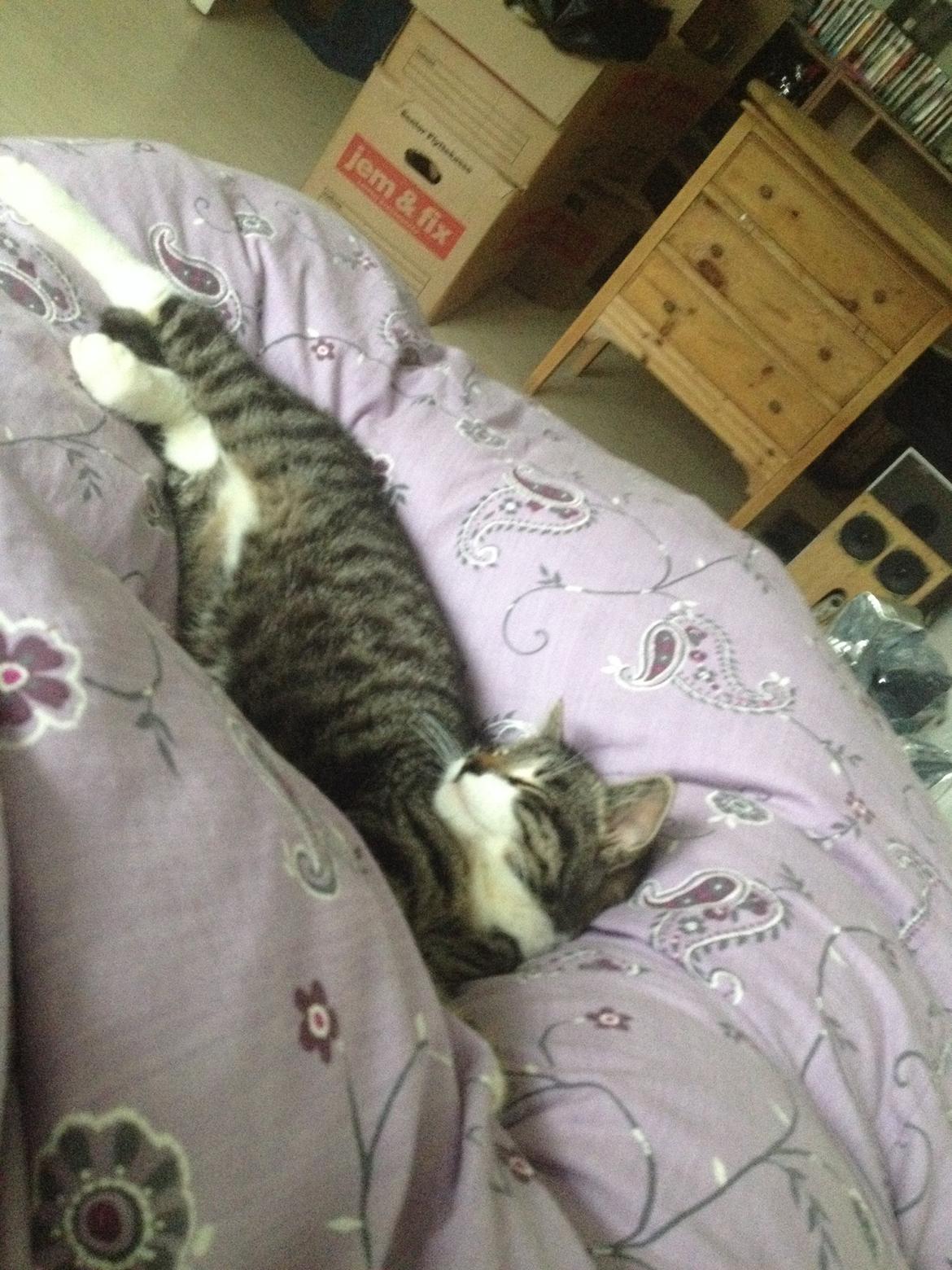 Huskat Charlie  billede 31