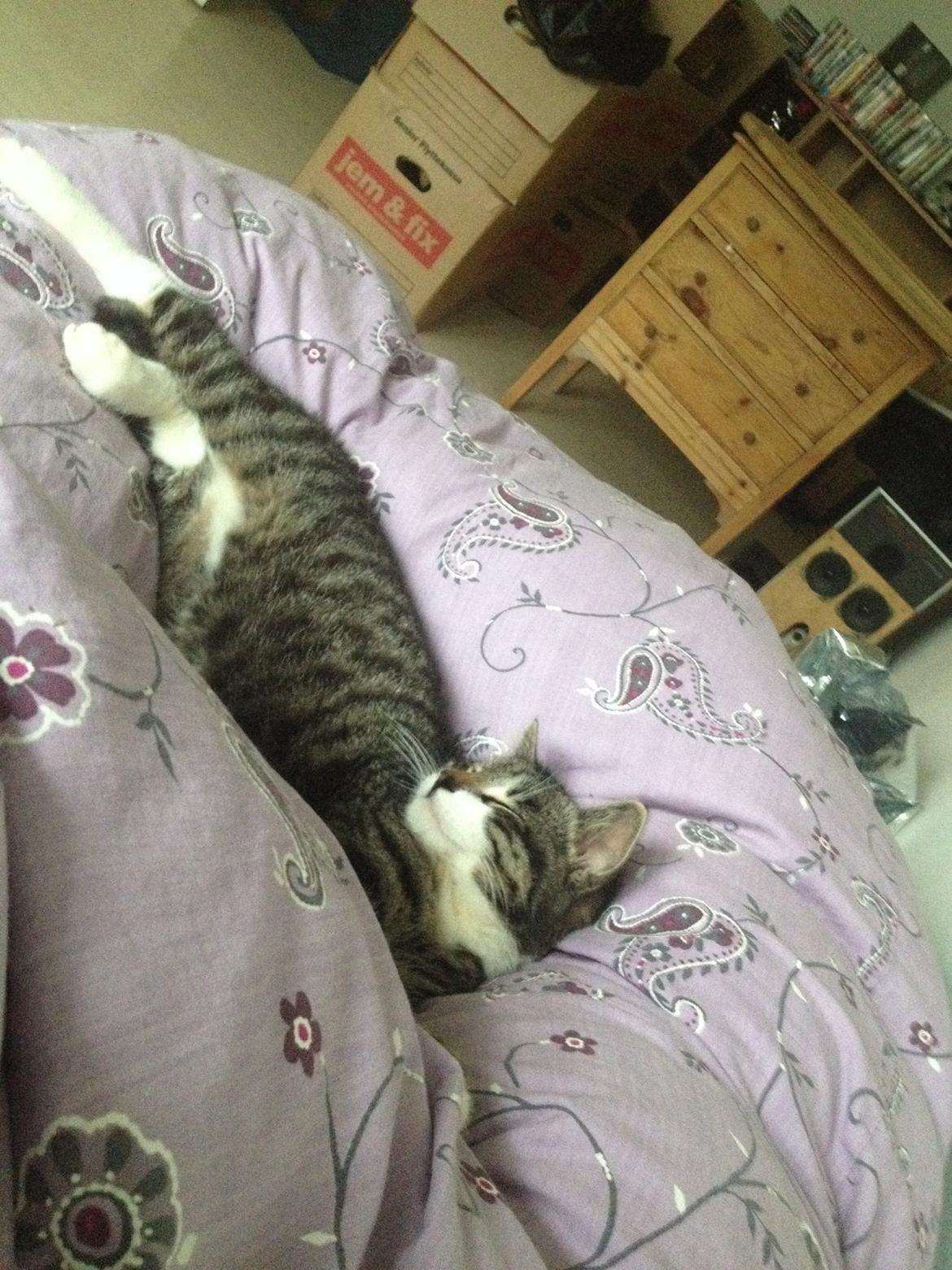 Huskat Charlie  billede 32