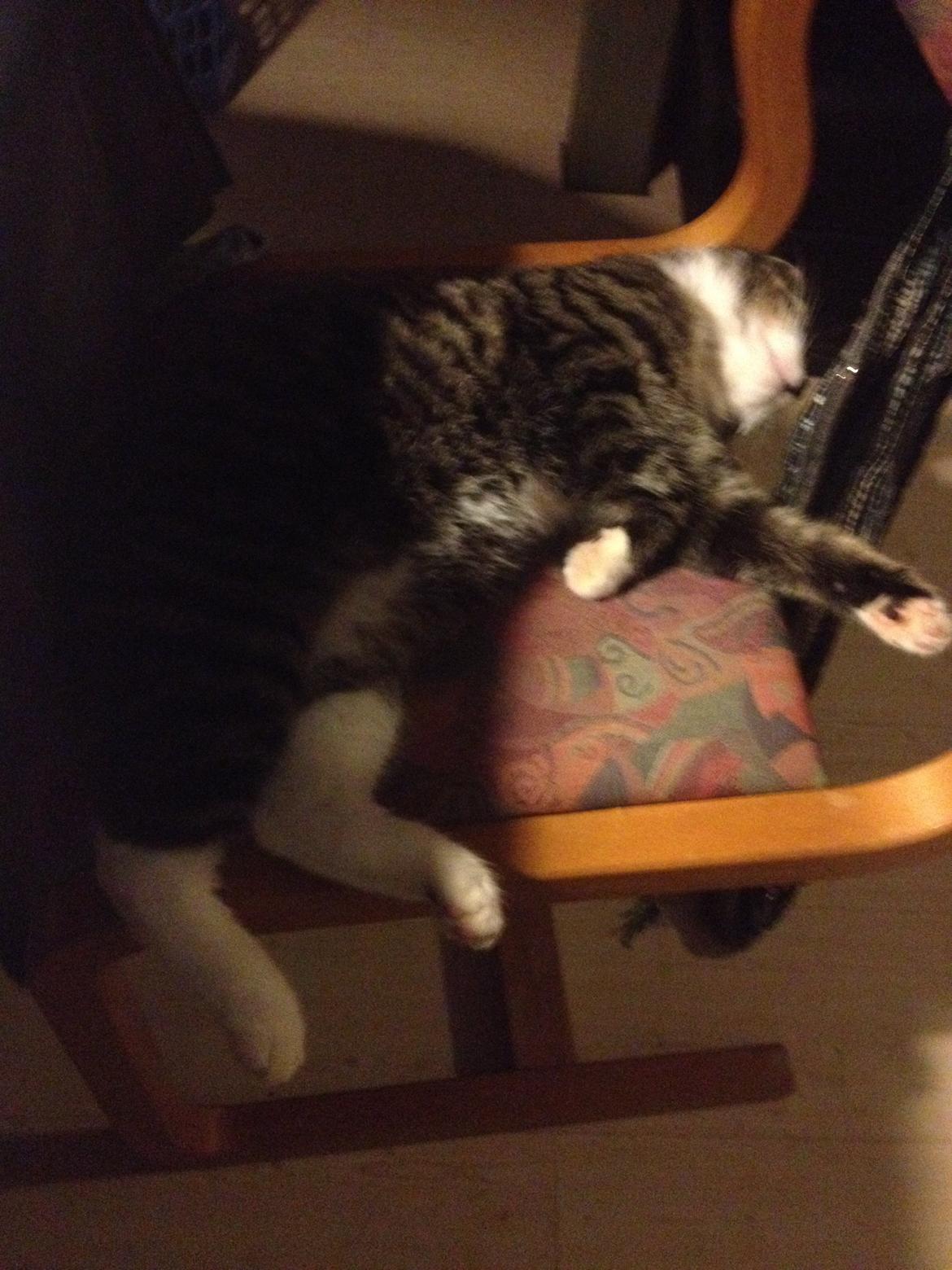 Huskat Charlie  billede 33