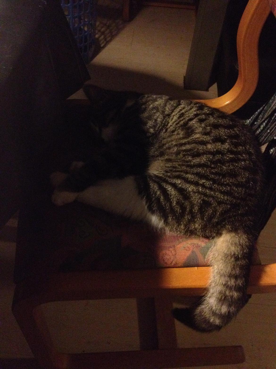 Huskat Charlie  billede 34