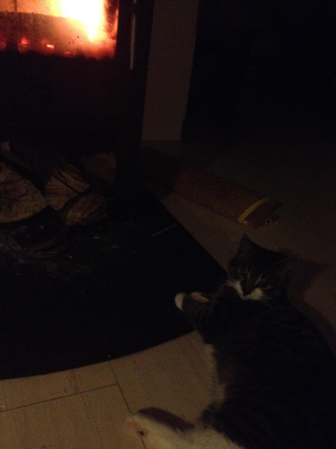 Huskat Charlie  billede 35