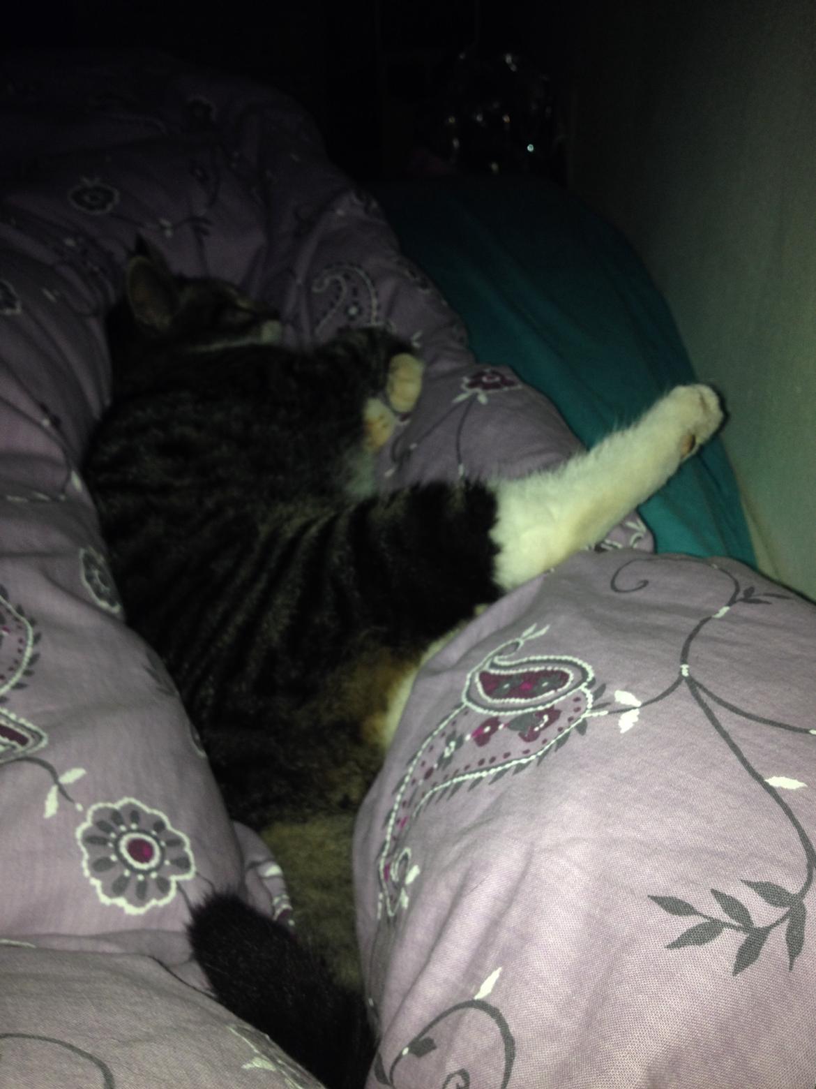 Huskat Charlie  billede 37